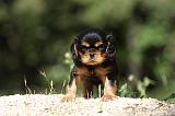 CAVALIER KING CHARLES 593